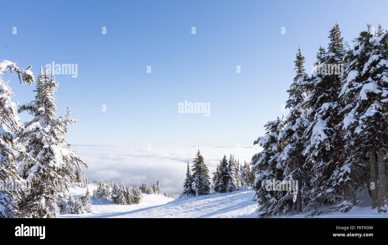 Arbres couverts de neige en haute montagne dans les hautes-terres de Shuswap, dans le centre de la Colombie-Britannique au Canada Banque D'Images