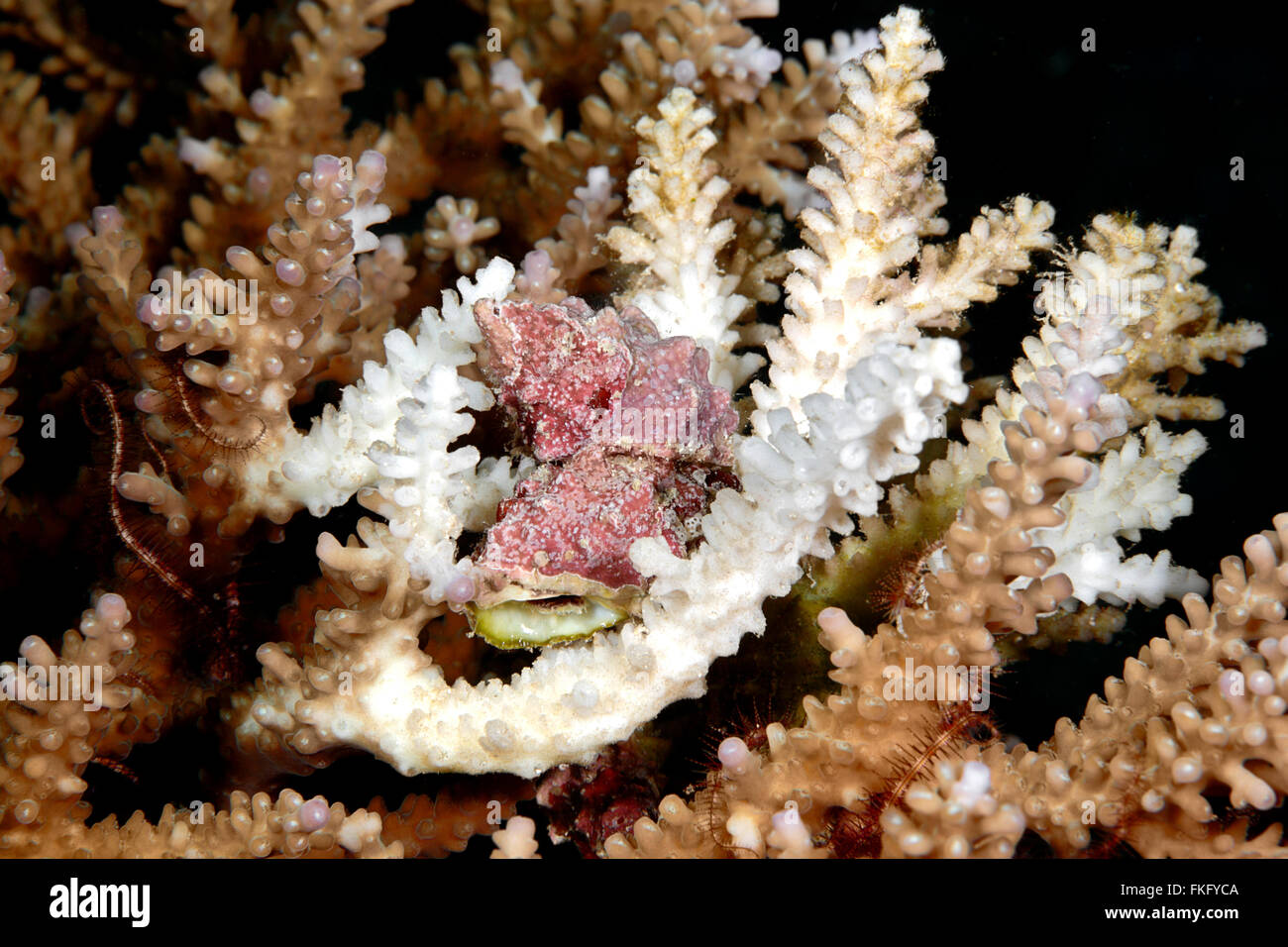 Drupe, Drupella rugueux rugosa. Ces réservoirs sont des corallivores qui paissent dans les tissus des coraux vivants. Banque D'Images