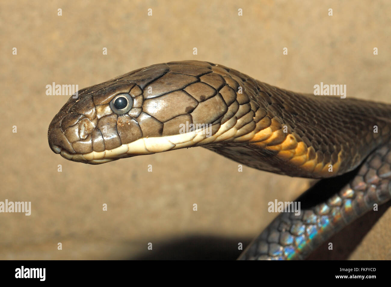 King Cobra, Ophiophagus hannah, Bali, Indonésie. Ce serpent est le plus grand des serpents venimeux land Banque D'Images