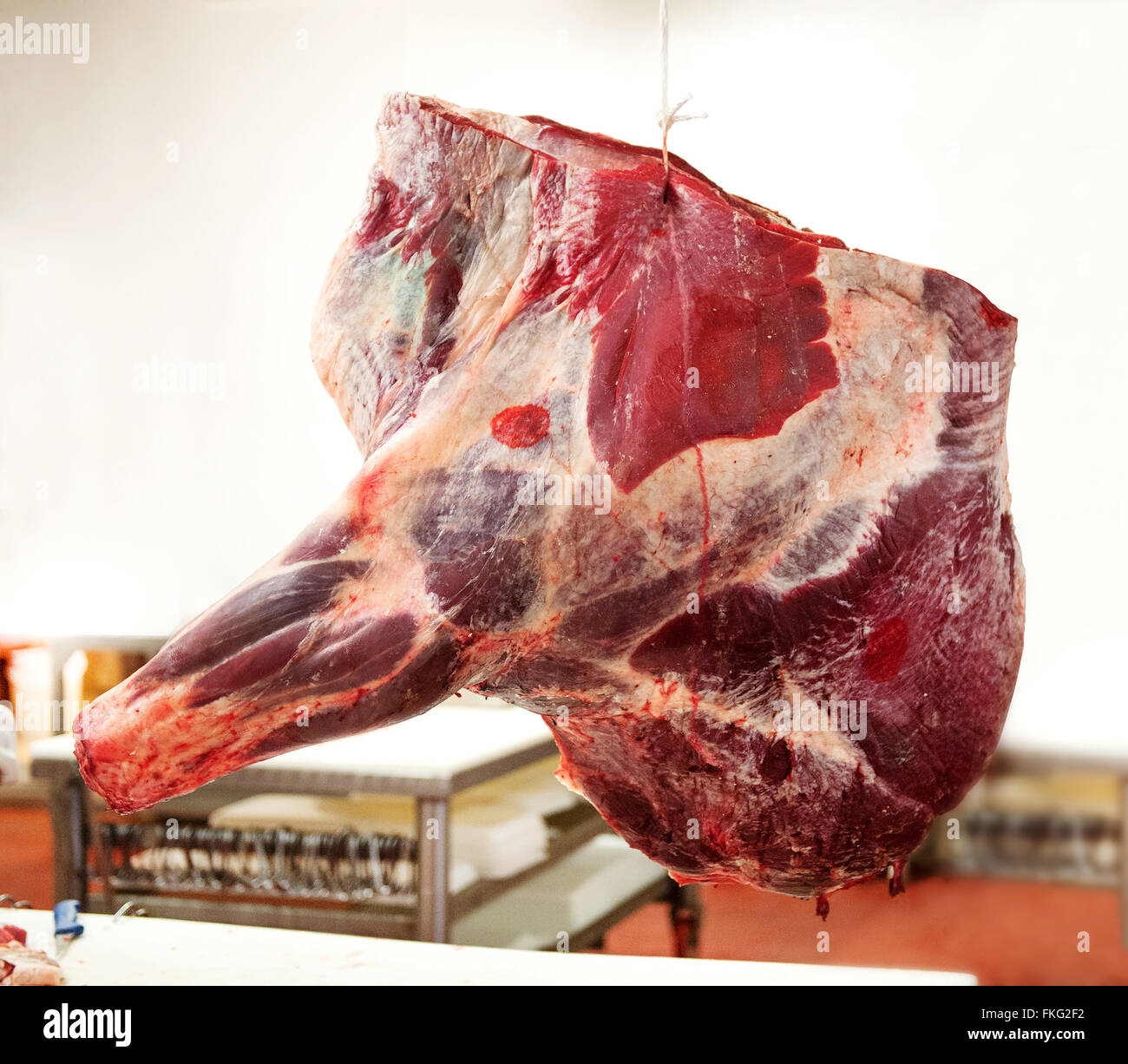 Une portion de viande musculaire rouge quartier avant accroché sur une chaîne dans une boucherie près de table blanc Banque D'Images