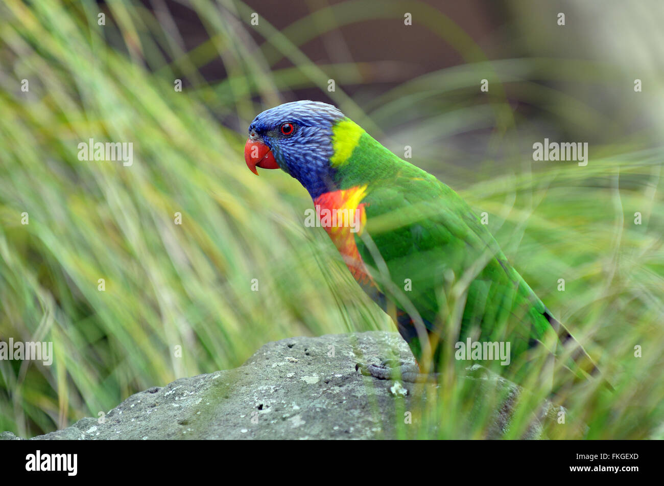 Rainbow lorikeet (Trichoglossus moluccanus) est une espèce d'trouvés en Australie. Banque D'Images