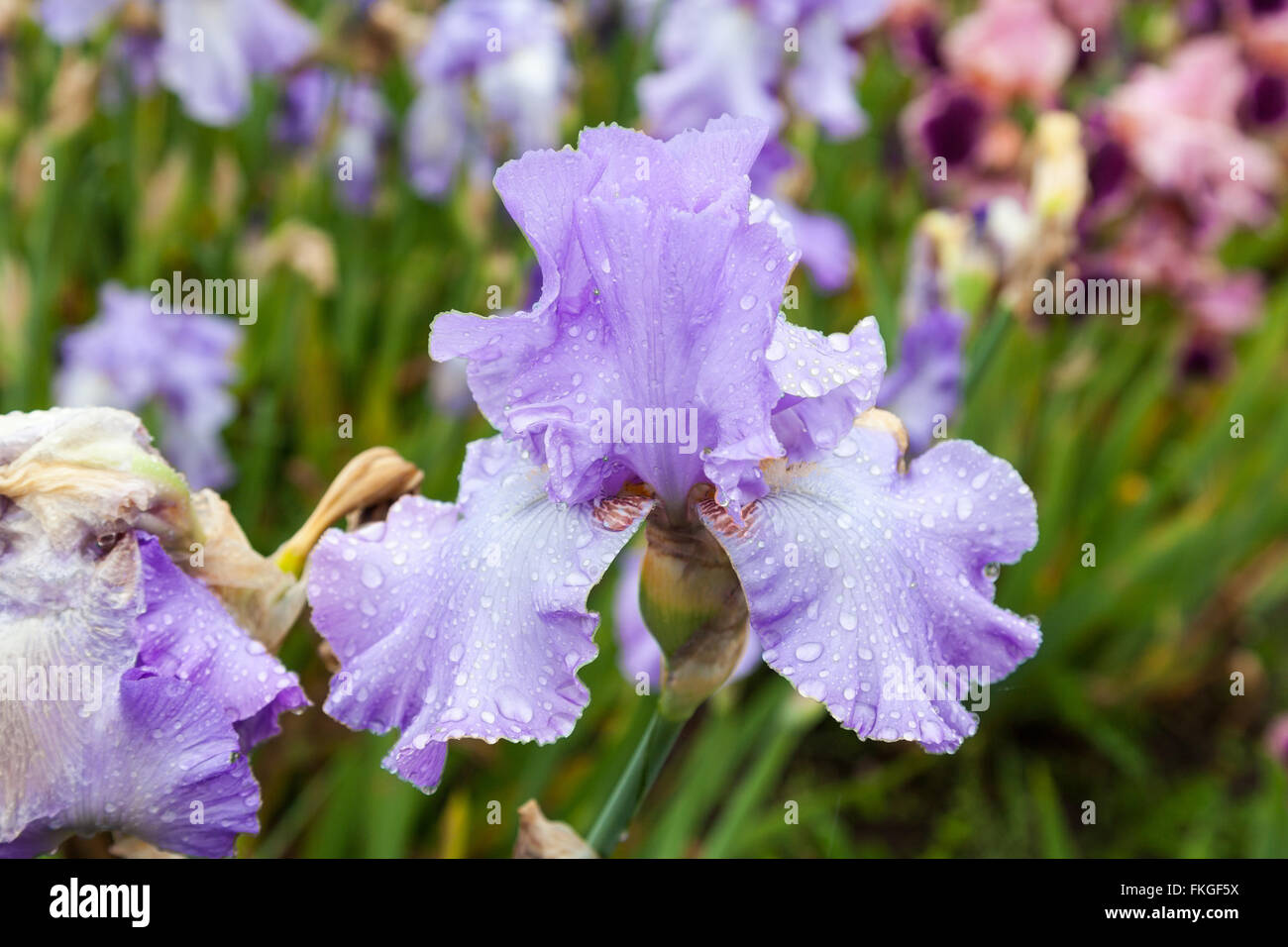 Iris - Mary Frances Banque D'Images