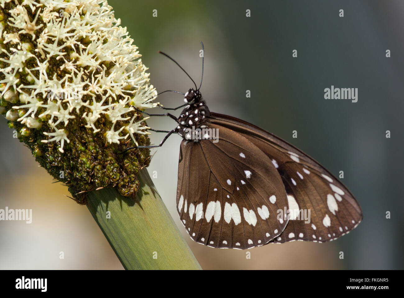 Papillon sur les fleurs, les arbres herbe australienne Xanthorrhoea Banque D'Images