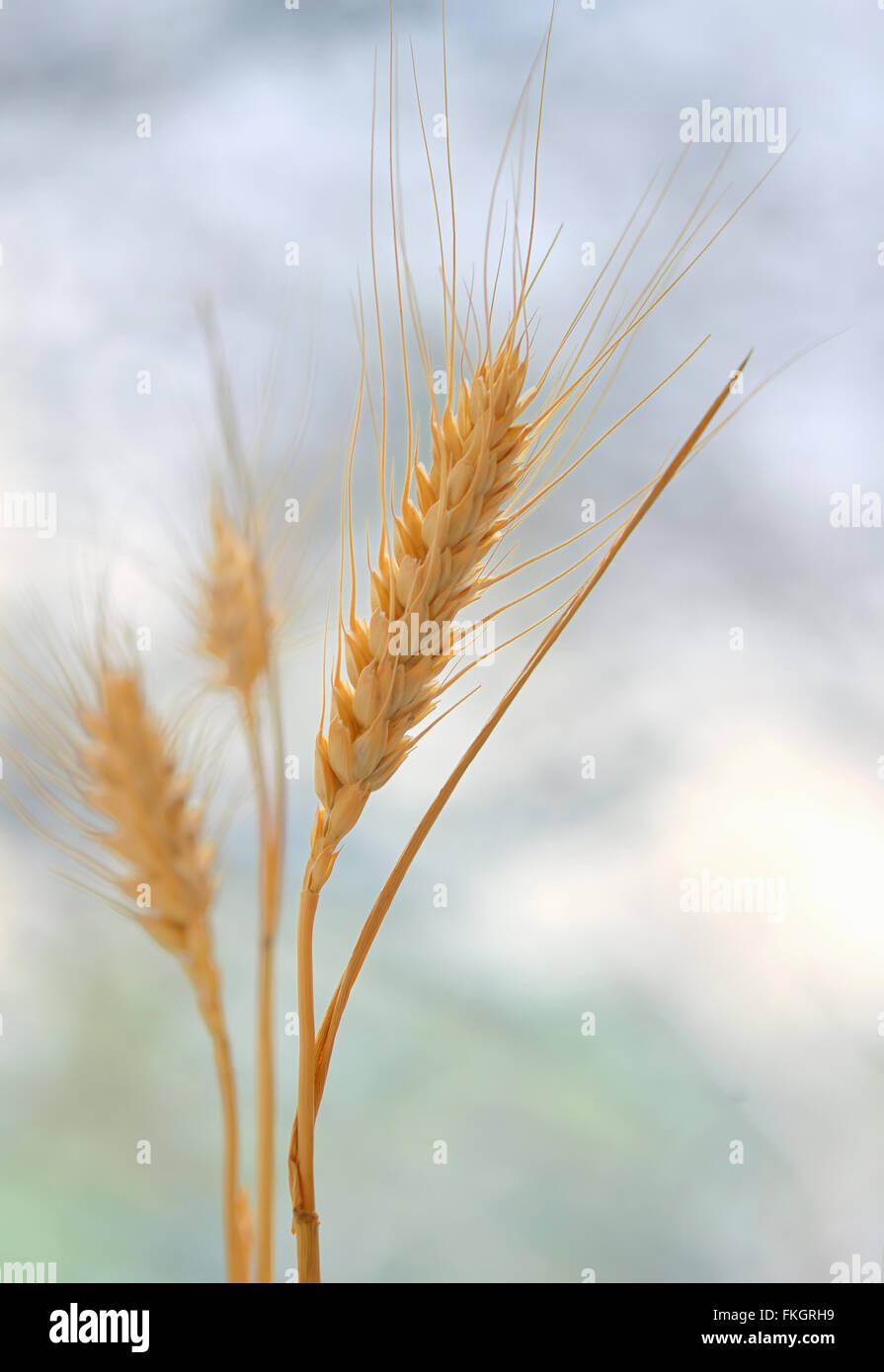 Épillets de blé dans la lumière du soleil Banque D'Images