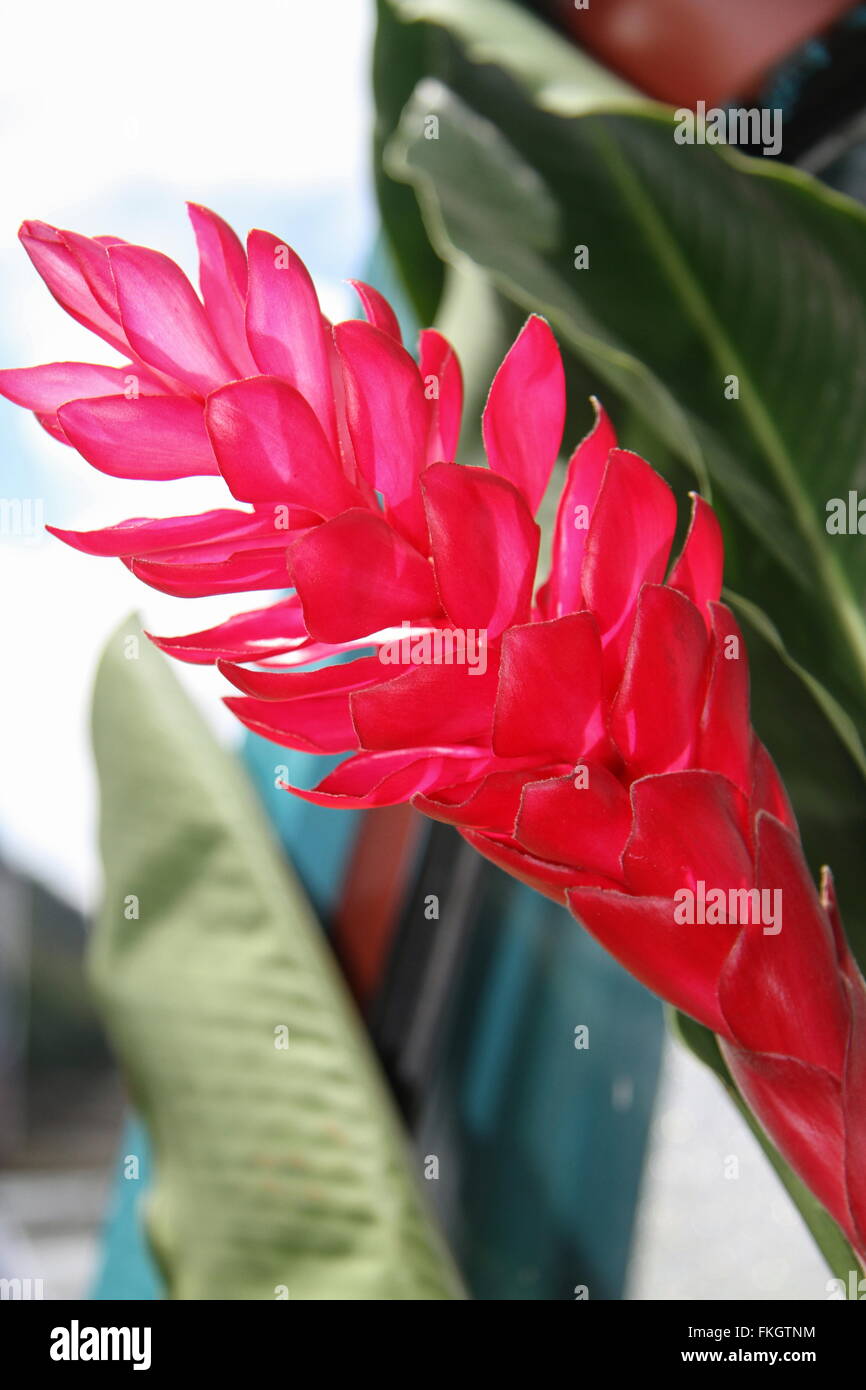 Ginger Lily (Hedychium) Banque D'Images