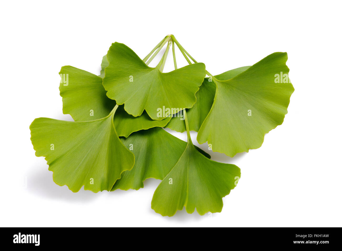 Feuilles de ginkgo sur l'arbre Banque de photographies et d’images à — free download
