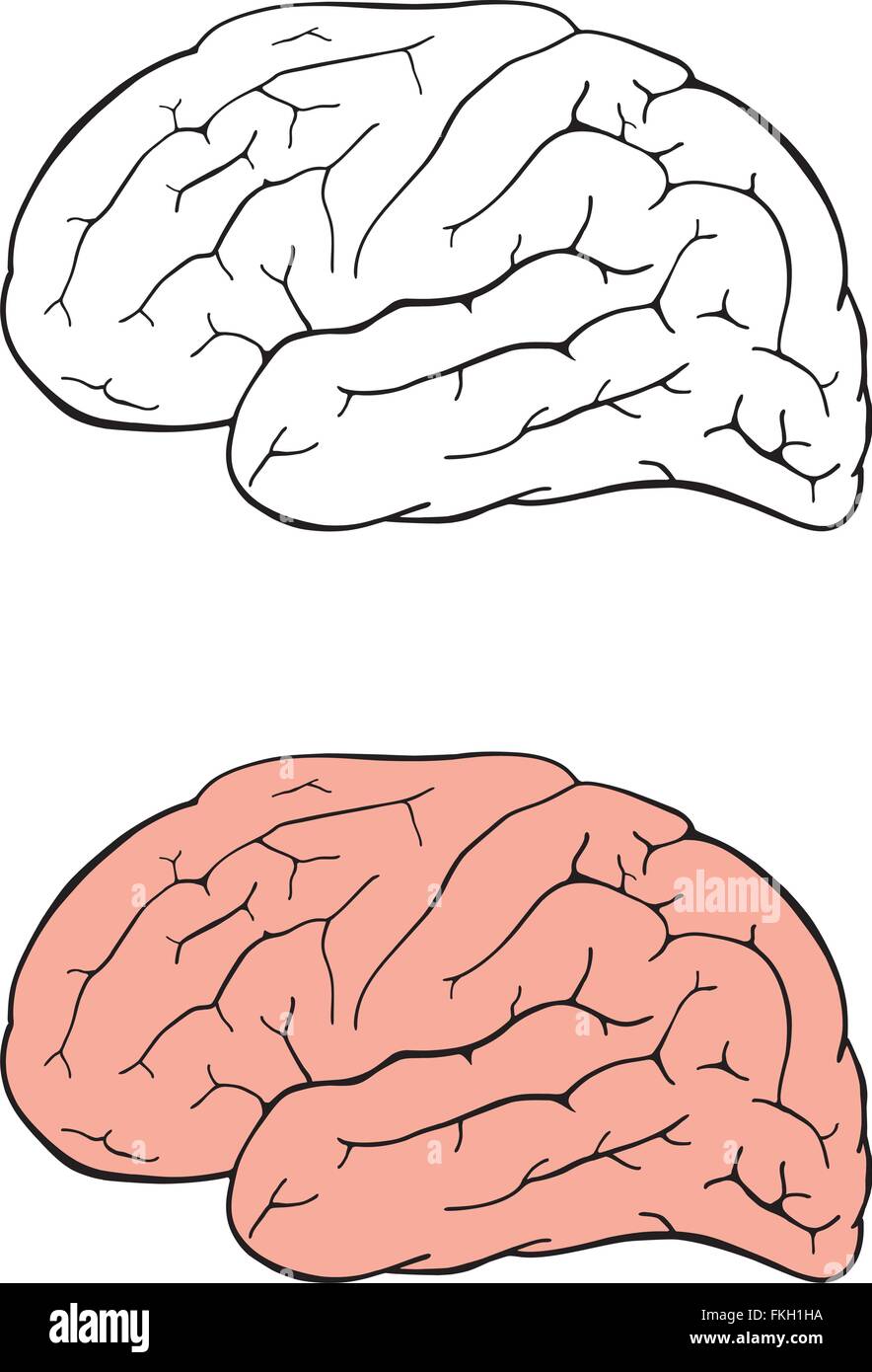 Dimensions du cerveau humain Illustration de Vecteur