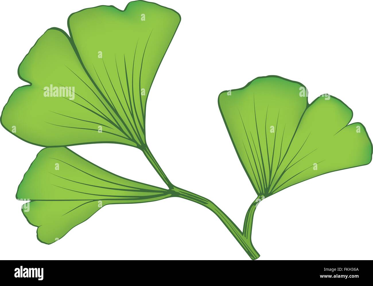 Les feuilles de ginkgo biloba Illustration de Vecteur