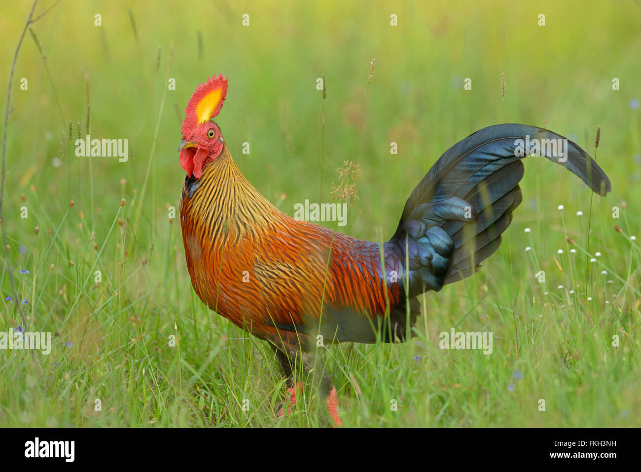 Sri-Lankais coqs sauvages (Gallus lafayettii) debout dans la forêt luxuriante du parc national de Wilpattu plancher au Sri Lanka Banque D'Images