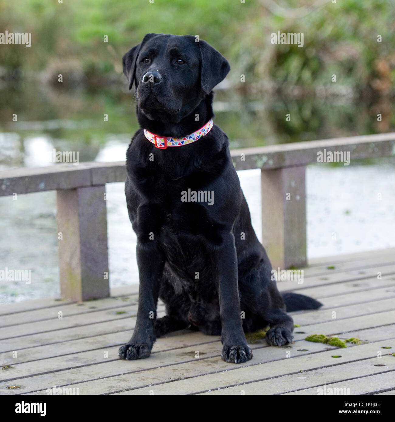 Chien labrador noir Banque D'Images