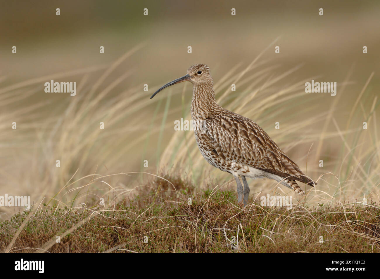 Courlis cendré / Grosser Brachvogel ( Numenius arquata ) se trouve dans les dunes d'une île des wadden, belles couleurs, lumière douce. Banque D'Images