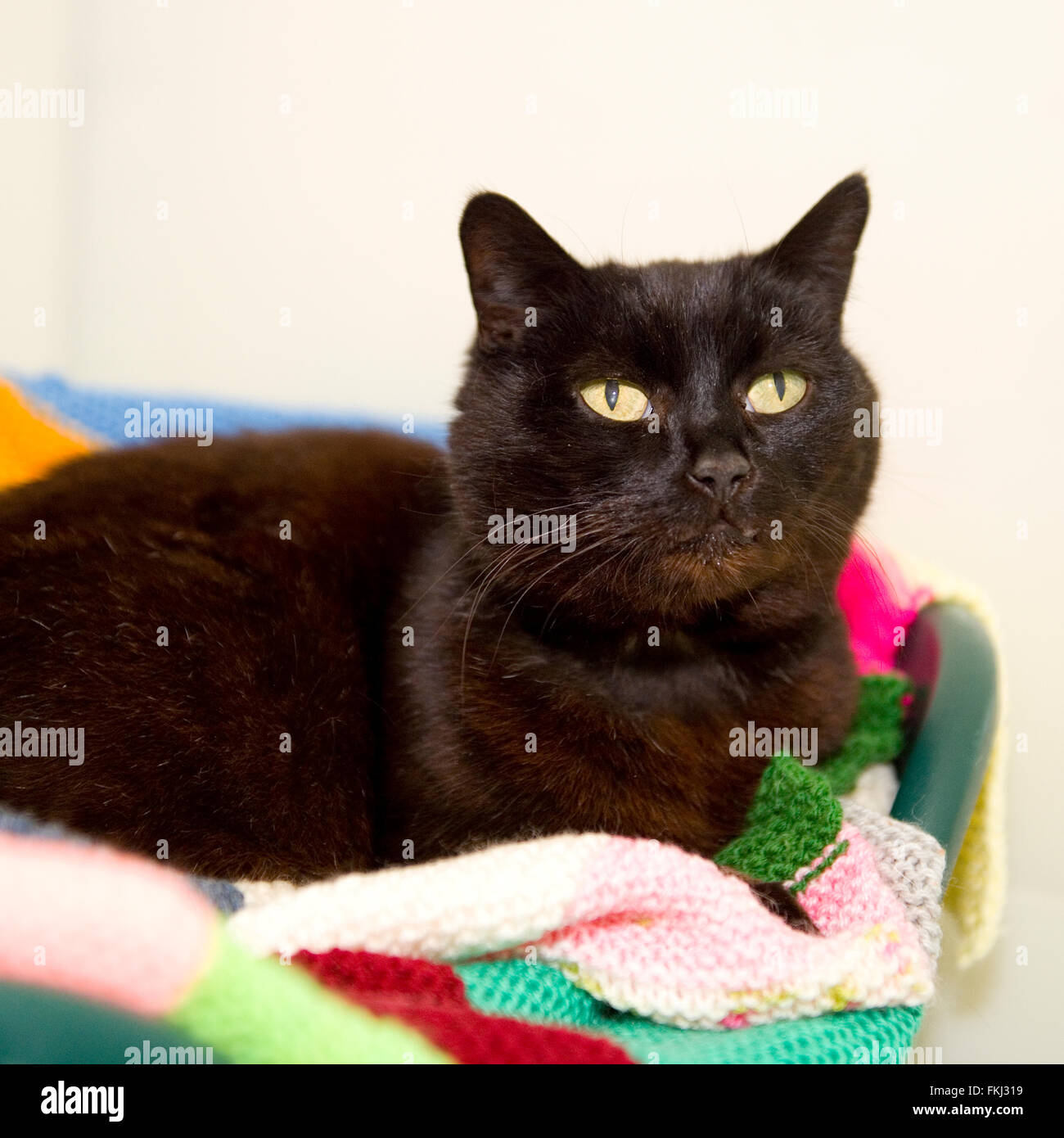 chat noir Banque D'Images