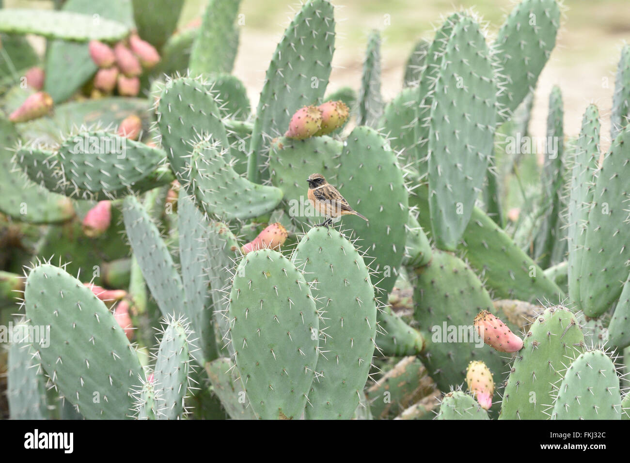 Un mâle en plumage d'hiver stonechat perché sur un cactus de fructification, dans le sud de l'Espagne. Banque D'Images