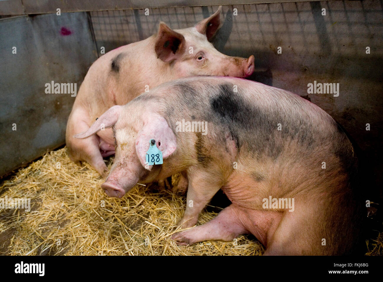 Les porcs à la vente à un marché Banque D'Images