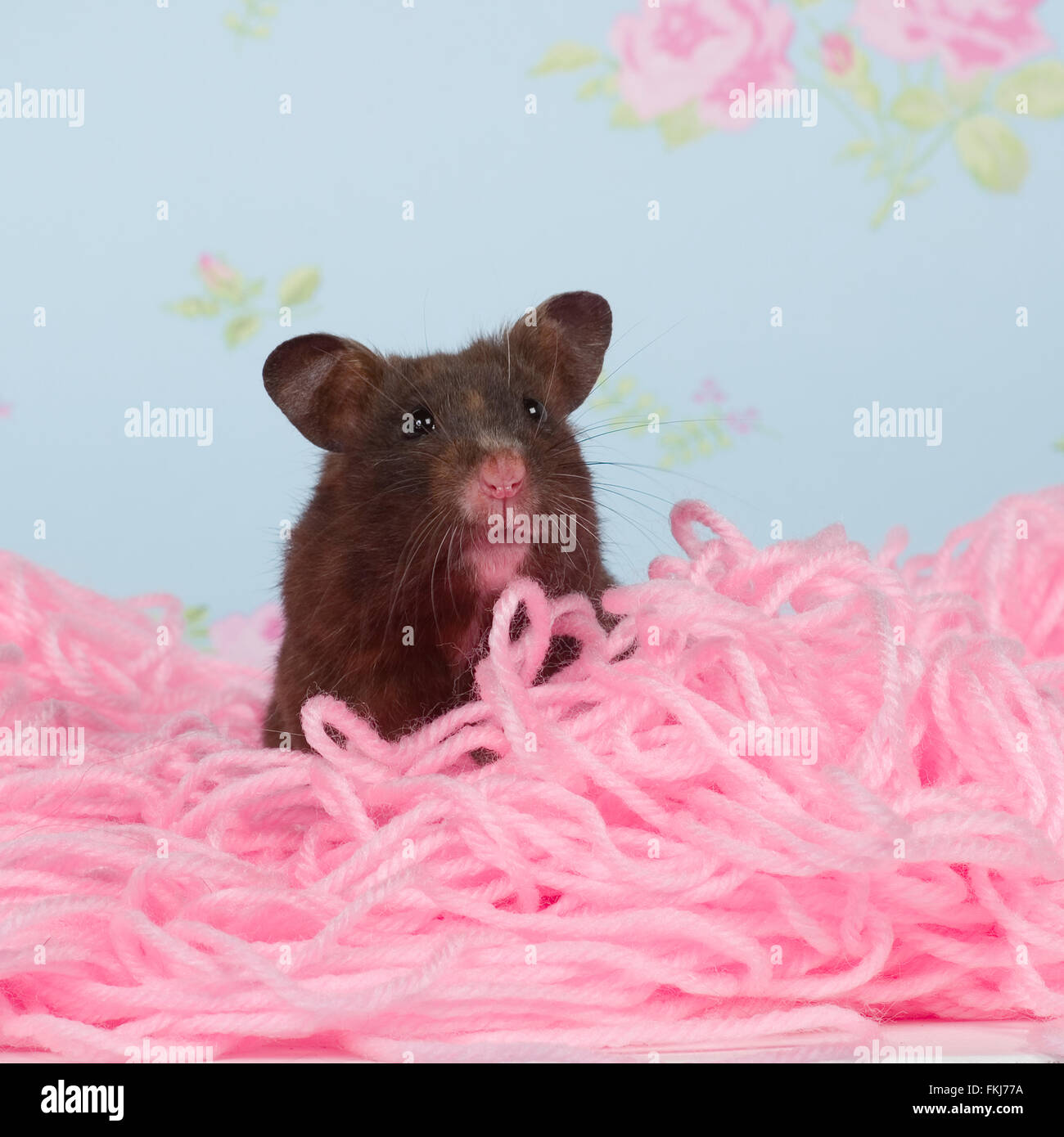 hamster Banque D'Images