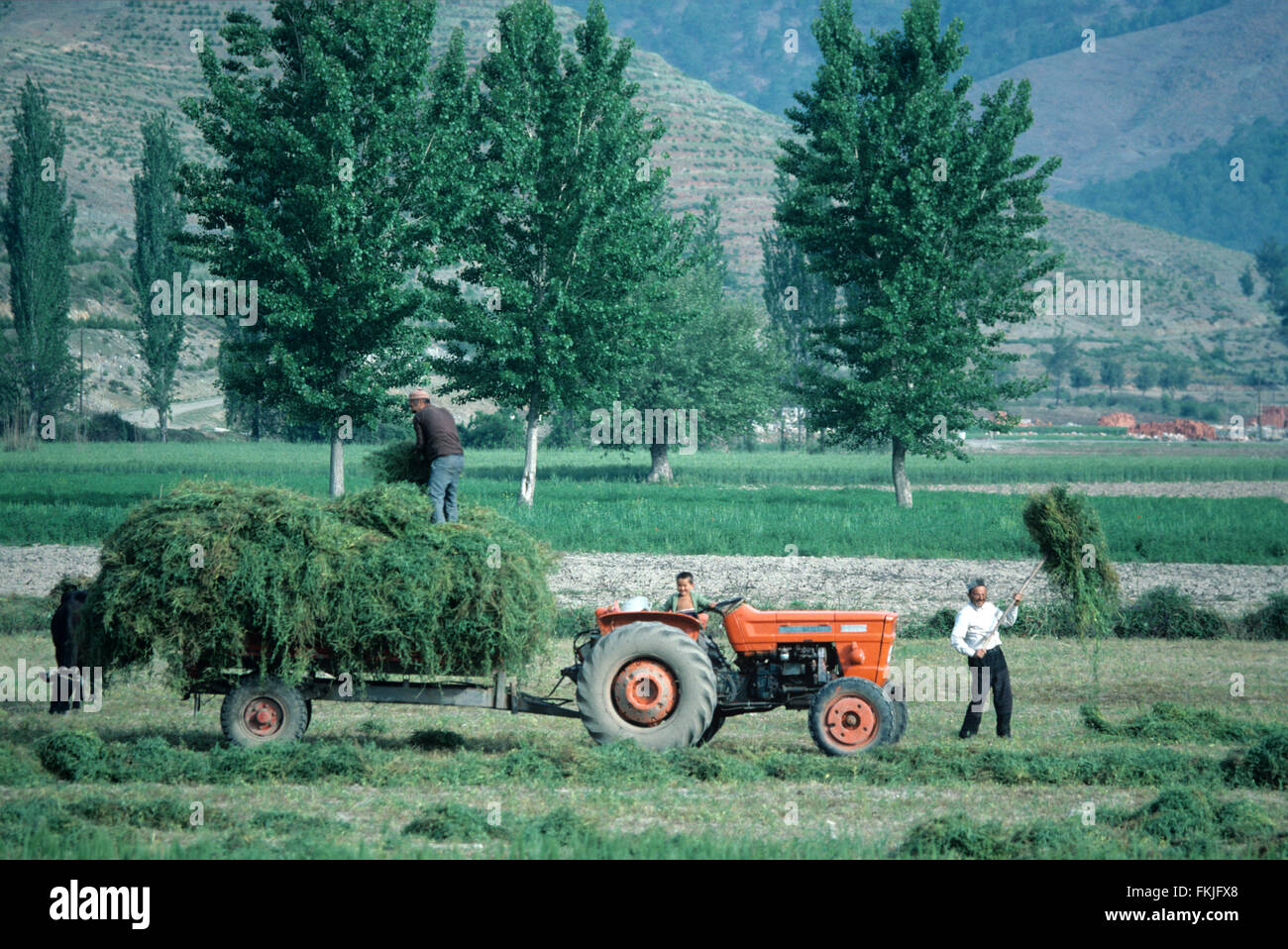 Scène de fenaison, Récolte ou agricoles en scène la région égéenne de la Turquie Banque D'Images