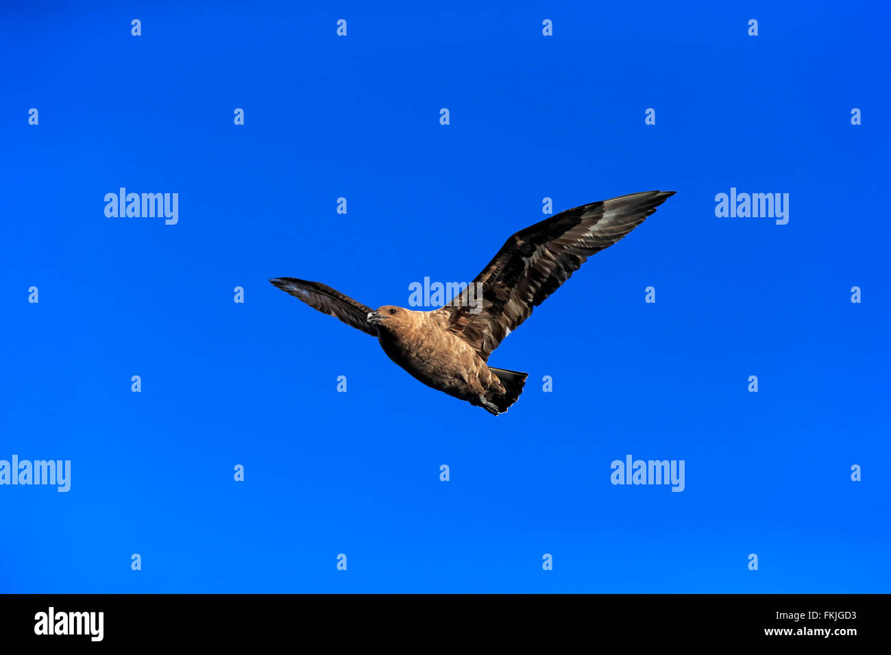 Skua subantarctique, Brown Labbe, Cap de la Bonne Espérance, Afrique du Sud, Afrique / (Stercorarius antarcticus lonnbergi) Banque D'Images