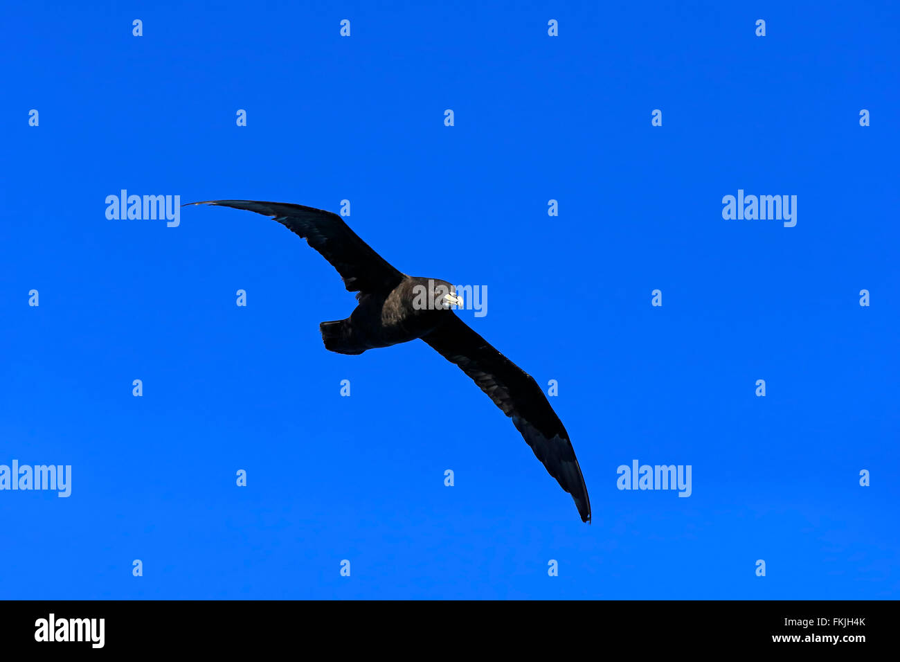 White-Chinned Petrel, Cap de la Bonne Espérance, Afrique du Sud, Afrique / (Procellaria aequinoctialis) Banque D'Images