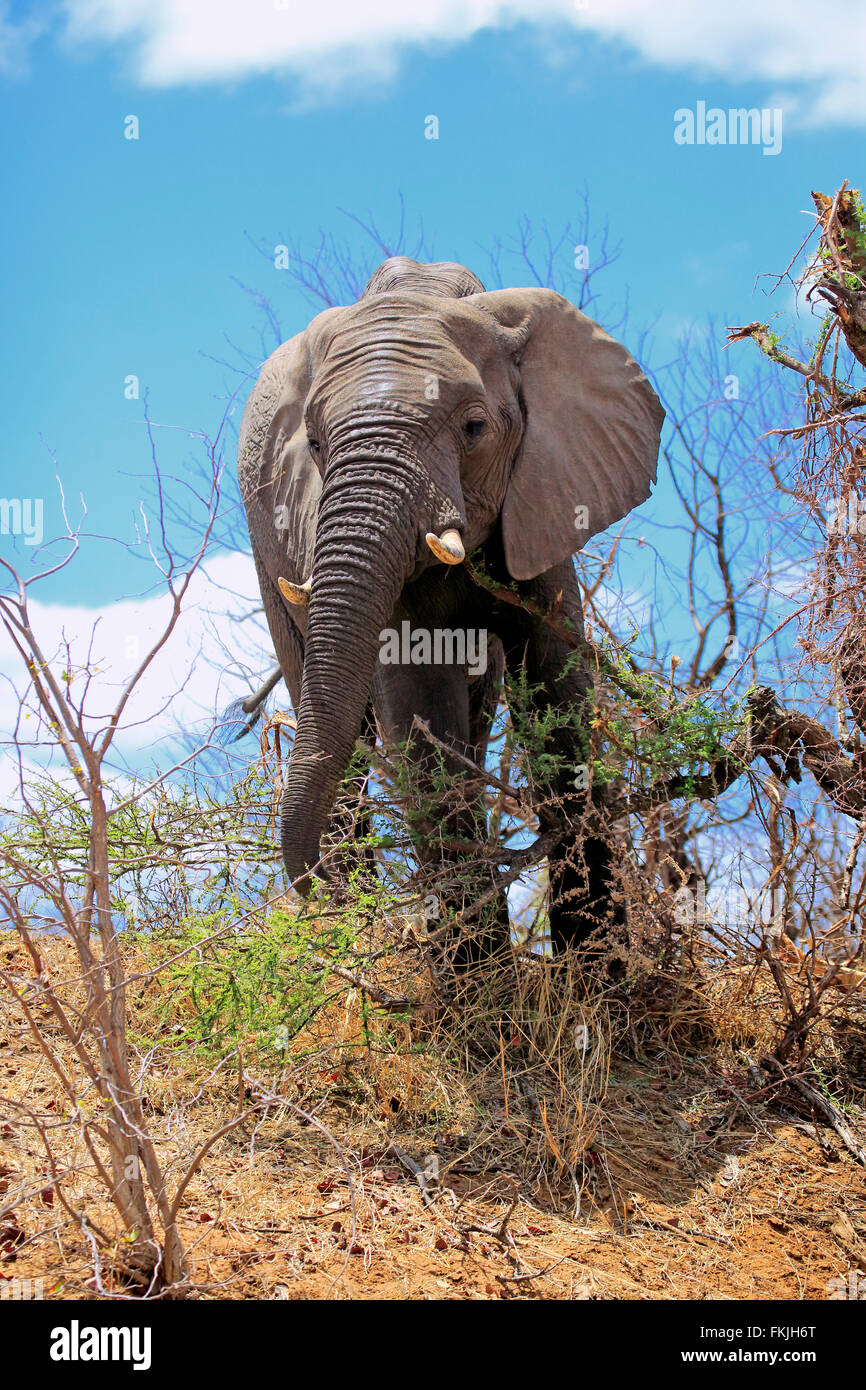 L'éléphant africain, alimentation adultes, Parc National de Kruger, Afrique du Sud, d'Afrique (Loxodonta africana) / Banque D'Images