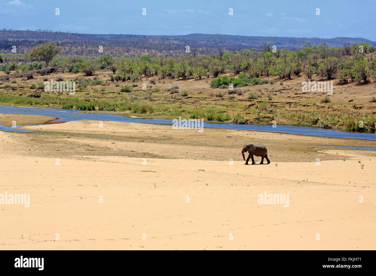 L'éléphant d'Afrique, le parc national Kruger, Afrique du Sud, d'Afrique (Loxodonta africana) / Banque D'Images