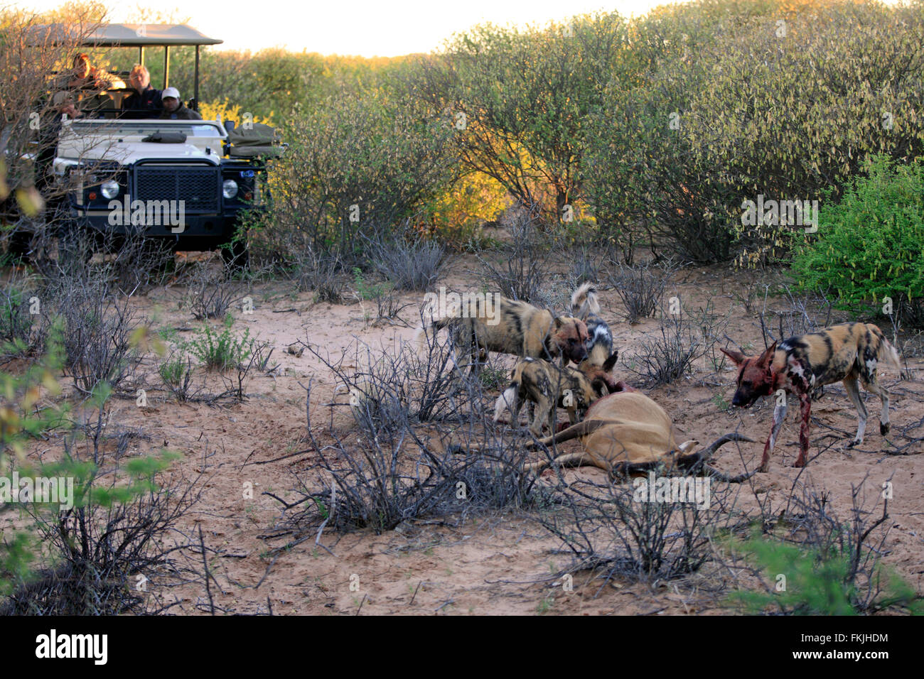Chien sauvage d'Afrique, se nourrissant de pack jeu kill, conduire le véhicule, Kuruman, Kalahari, Northern Cape, Afrique du Sud, l'Afrique Banque D'Images
