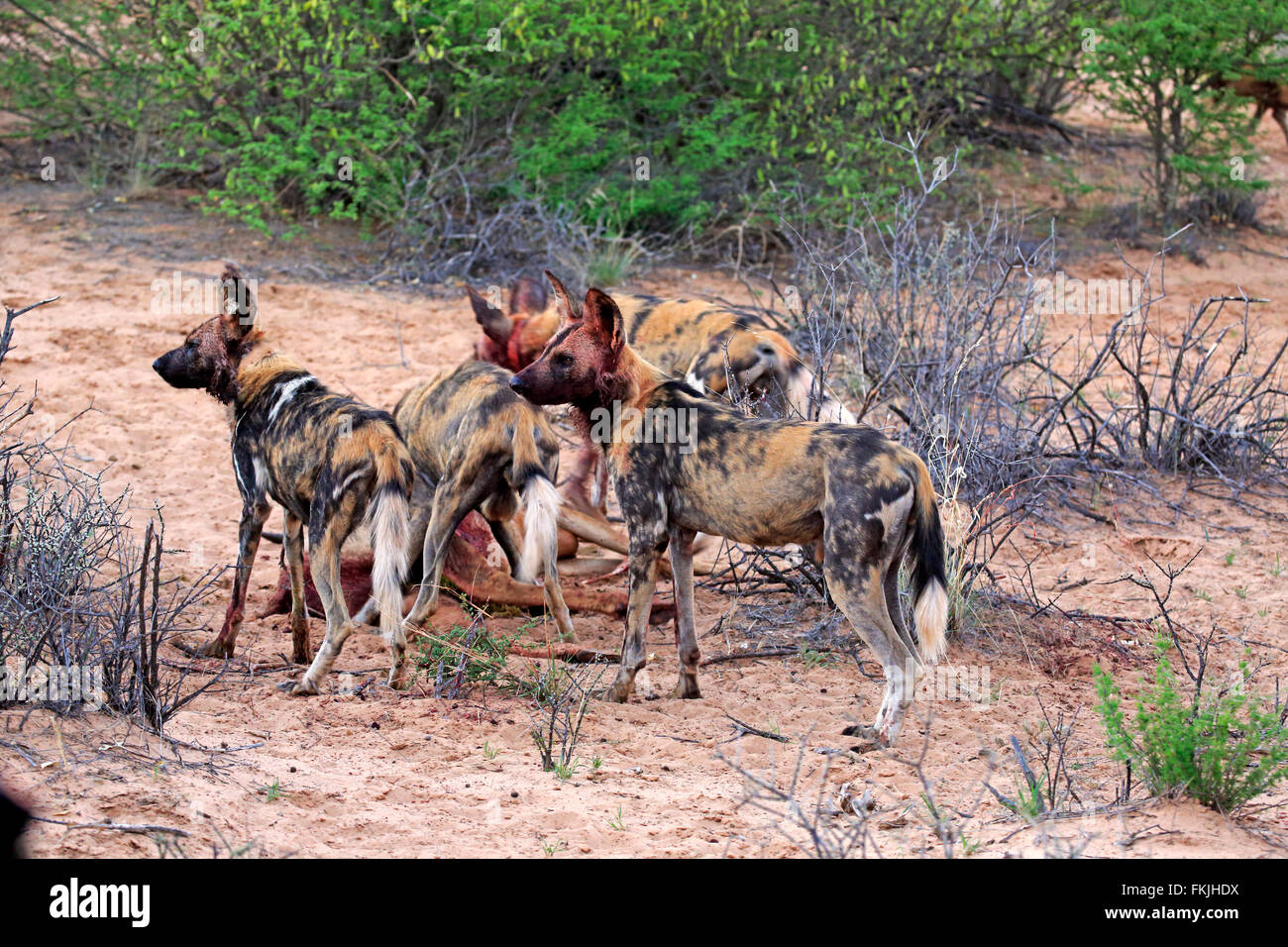 Chien sauvage d'Afrique, se nourrissant de pack kill, Kuruman, Kalahari, Northern Cape, Afrique du Sud, Afrique / (Lycaon pictus) Banque D'Images