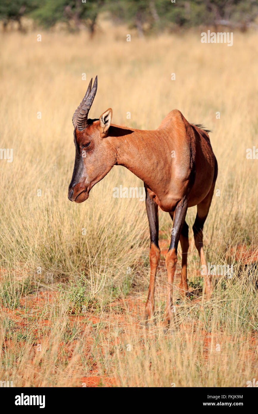 Tsessebe, adulte, Kuruman, Kalahari, Northern Cape, Afrique du Sud, Afrique / (Damaliscus lunatus) Banque D'Images