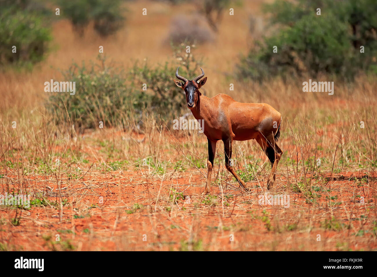 Tsessebe, adulte, Kuruman, Kalahari, Northern Cape, Afrique du Sud, Afrique / (Damaliscus lunatus) Banque D'Images