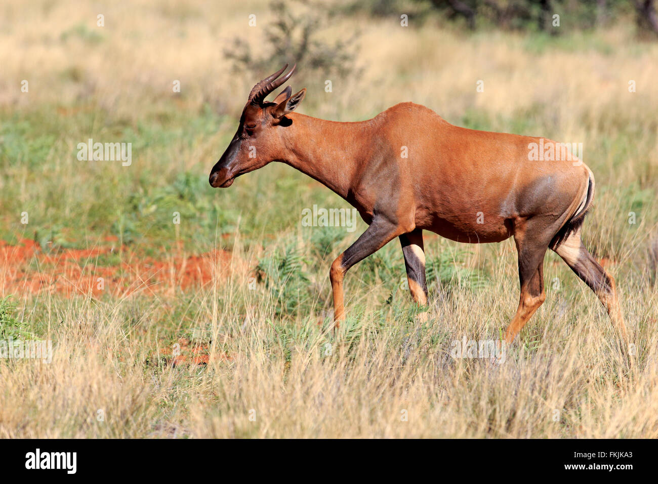 Tsessebe, adulte, Kuruman, Kalahari, Northern Cape, Afrique du Sud, Afrique / (Damaliscus lunatus) Banque D'Images