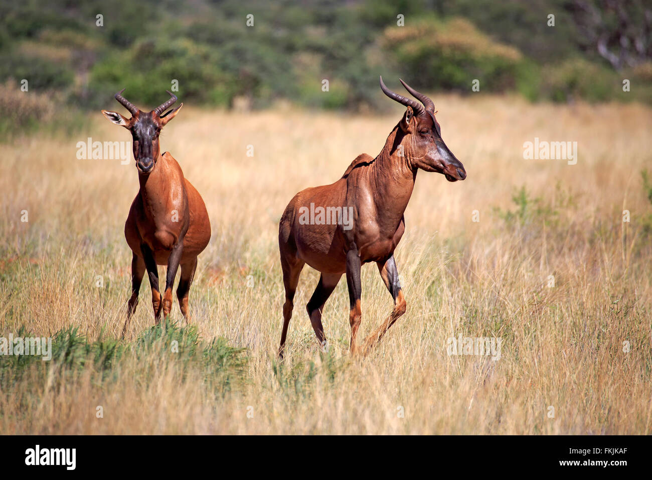 Tsessebe, couple, Kuruman, Kalahari, Northern Cape, Afrique du Sud, Afrique / (Damaliscus lunatus) Banque D'Images