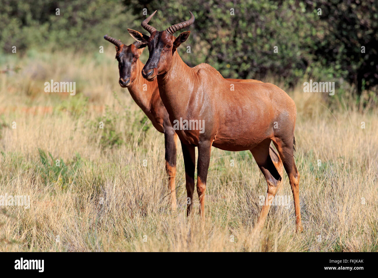 Tsessebe, couple, Kuruman, Kalahari, Northern Cape, Afrique du Sud, Afrique / (Damaliscus lunatus) Banque D'Images