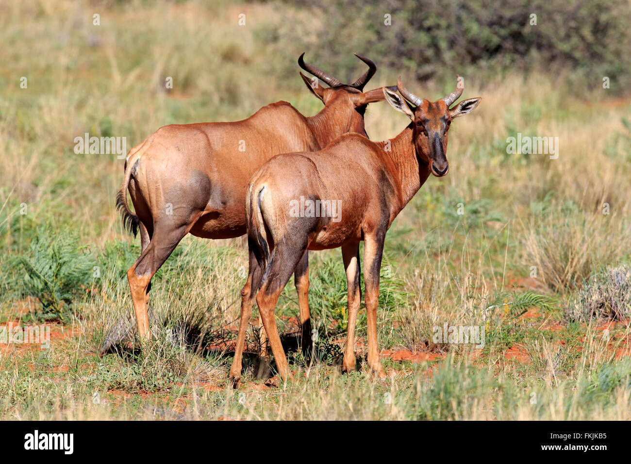 Tsessebe, couple, Kuruman, Kalahari, Northern Cape, Afrique du Sud, Afrique / (Damaliscus lunatus) Banque D'Images