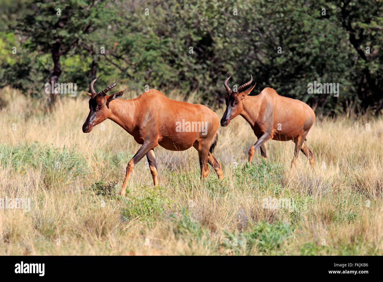 Tsessebe, couple, Kuruman, Kalahari, Northern Cape, Afrique du Sud, Afrique / (Damaliscus lunatus) Banque D'Images
