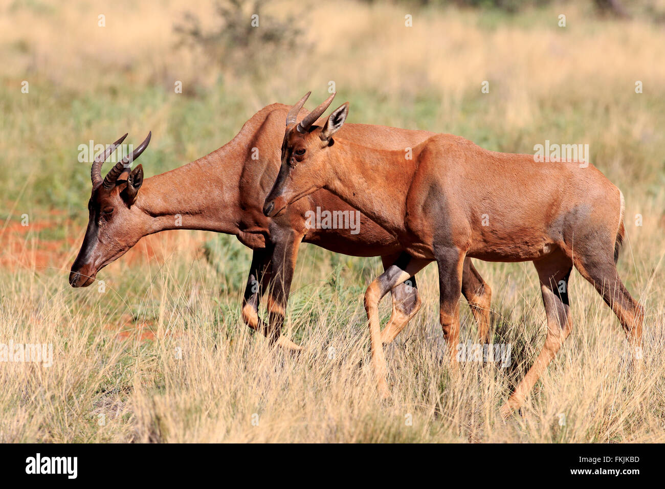 Tsessebe, couple, Kuruman, Kalahari, Northern Cape, Afrique du Sud, Afrique / (Damaliscus lunatus) Banque D'Images