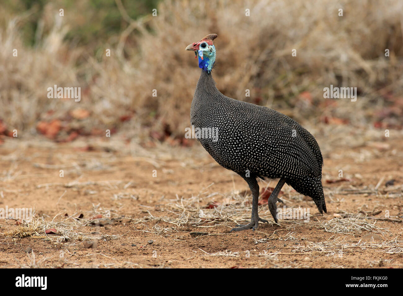 Pintade de Numidie, adulte, parc national Kruger, Afrique du Sud, Afrique / (Numida meleagris) Banque D'Images