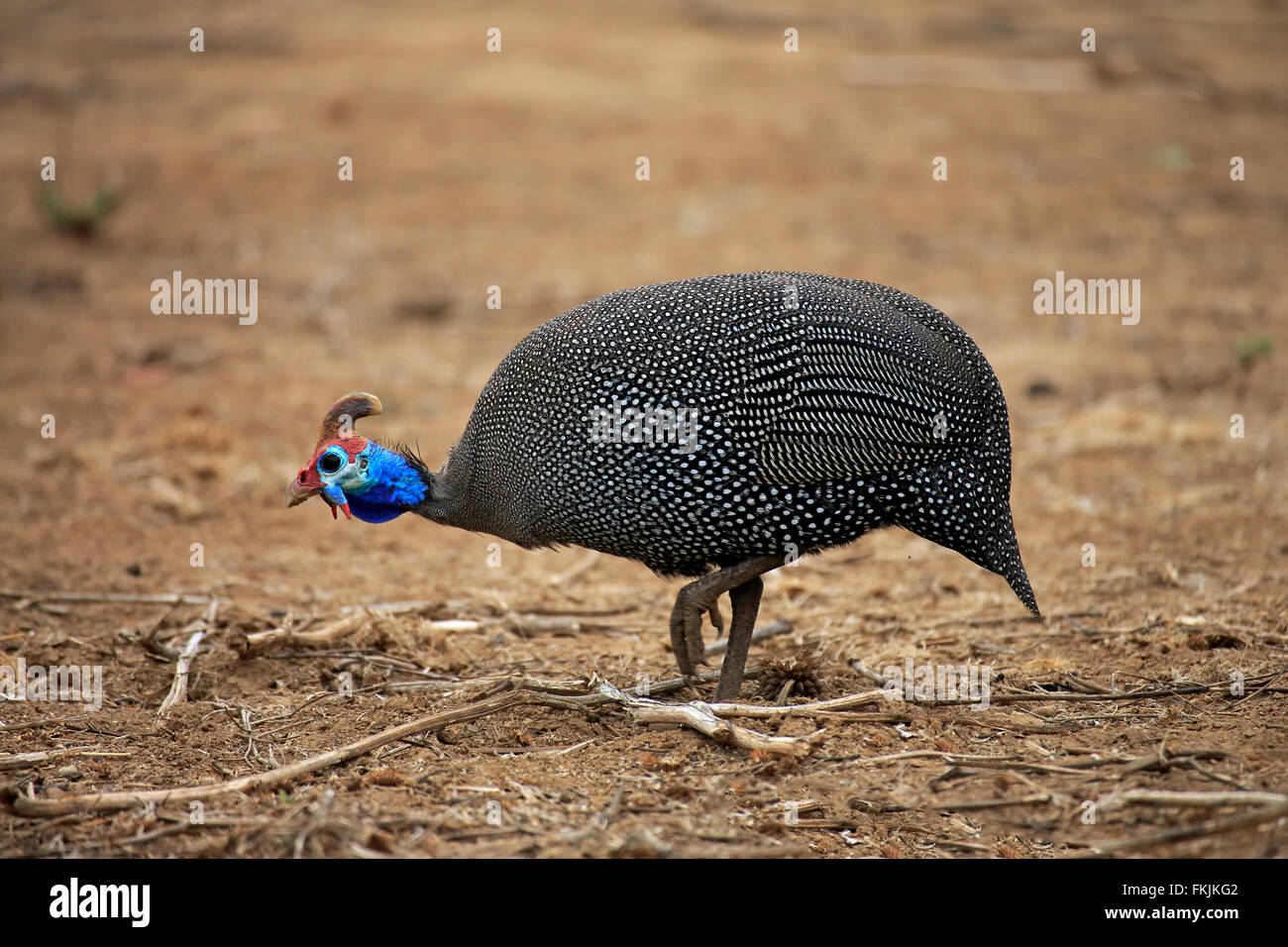 Pintade de Numidie, des profils à la recherche de nourriture, parc national Kruger, Afrique du Sud, Afrique / (Numida meleagris) Banque D'Images