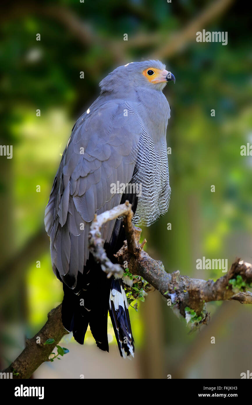 Harrier Hawk, Gymnogene sur adultes, arbre, Afrique du Sud, l'Afrique Polyboroides radiatus (/ typus) Banque D'Images