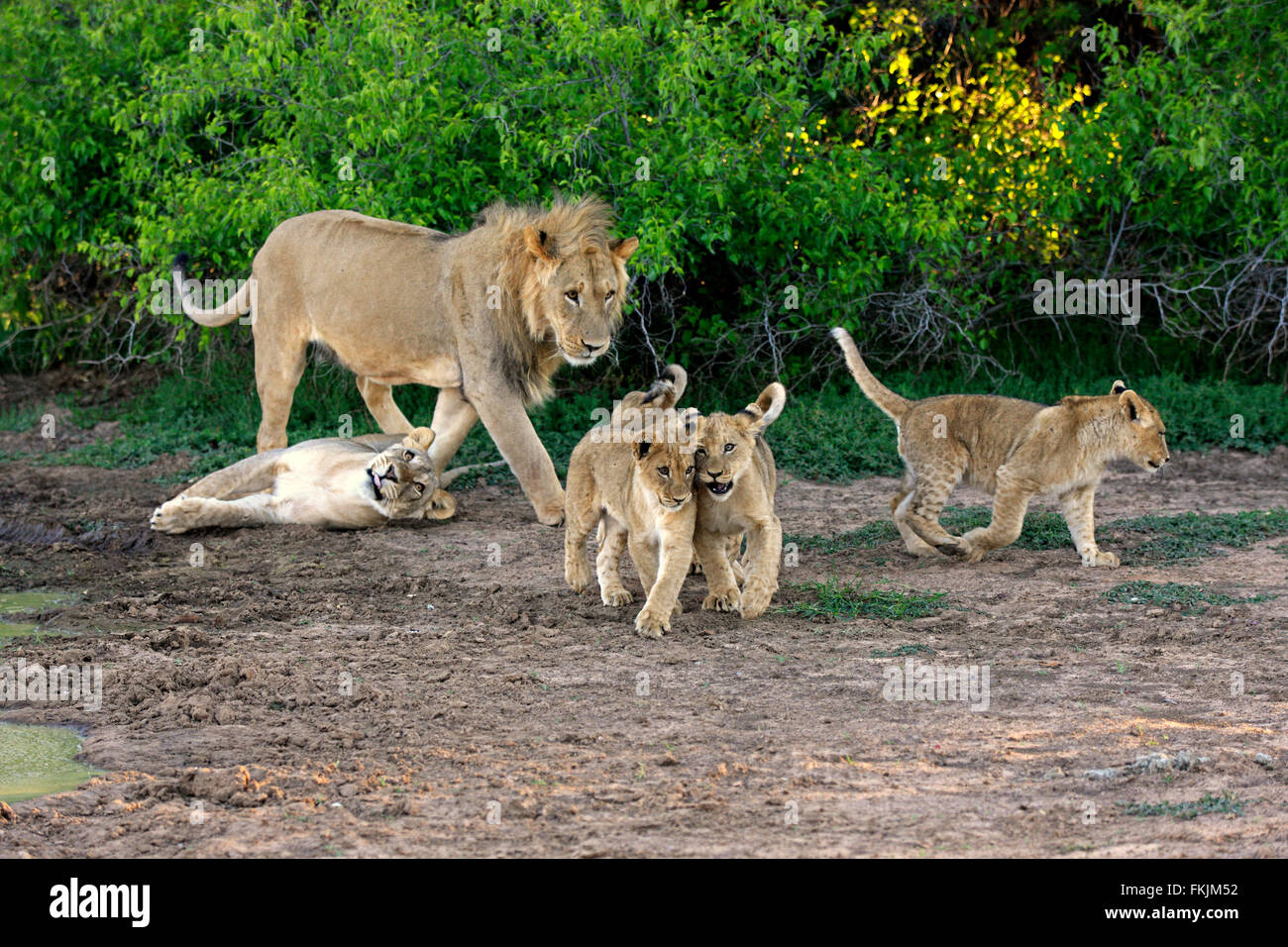 Lion, la fierté avec quatre petits mois, le comportement social, le Kuruman, Kalahari, Northern Cape, Afrique du Sud, Afrique / Banque D'Images