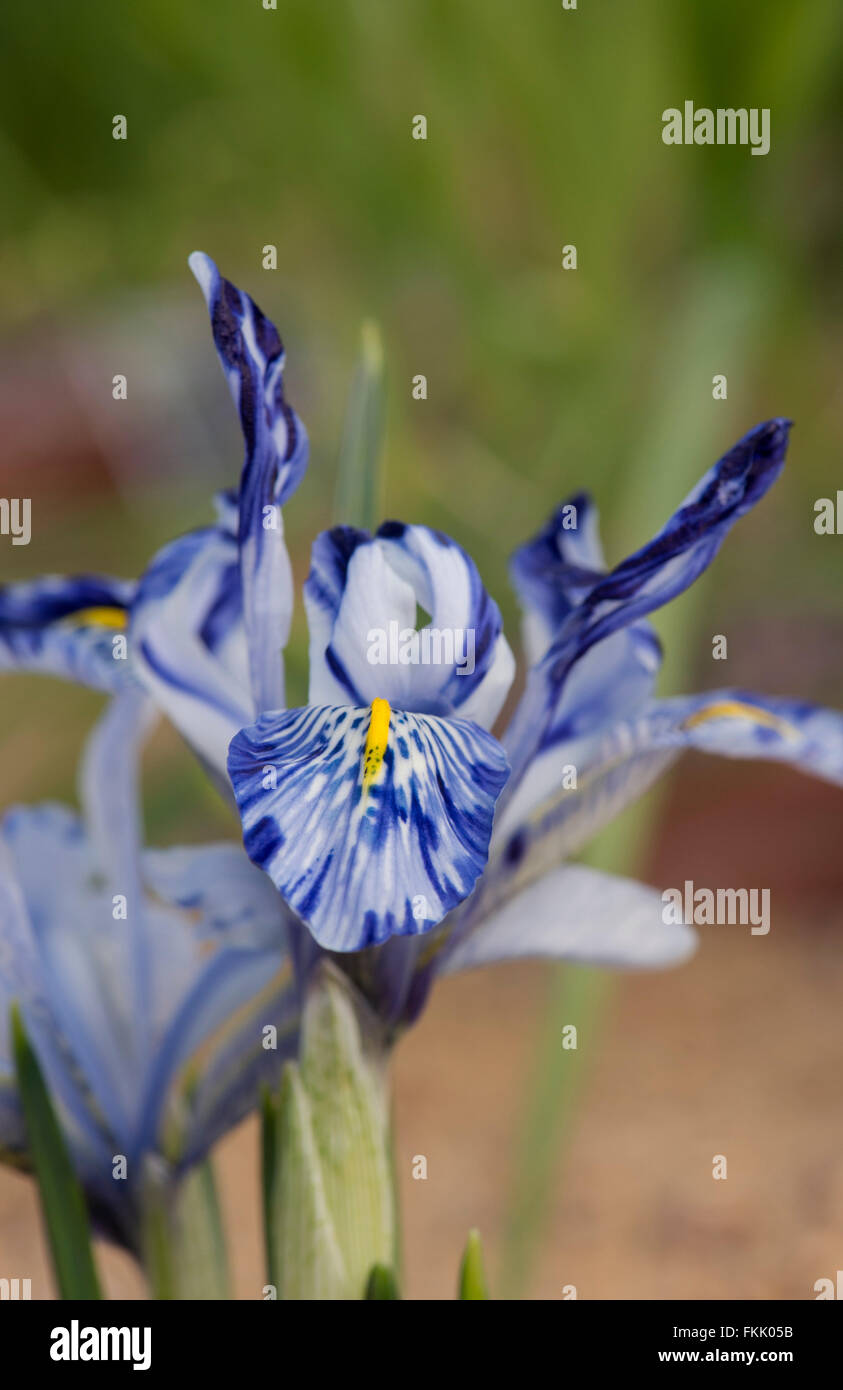 Iris reticulata. Iris 'Sheila Ann Germaney'. Iris nain Banque D'Images