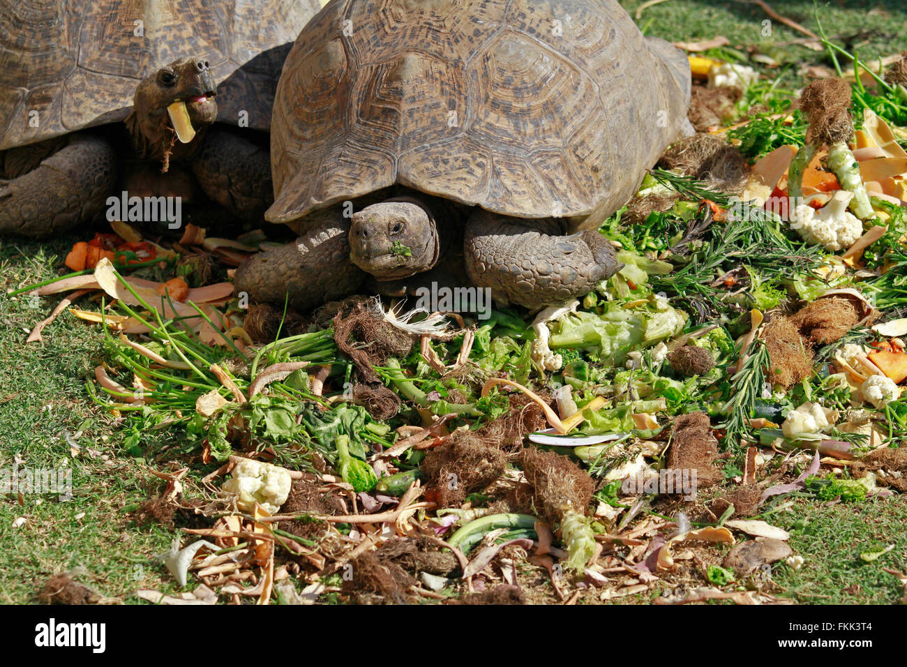 Temps d'alimentation pour l'incliner (Chersina angulata) tortue, mange de l'herbe à la maison de la faune Centre Giraffe de sensibilisation. Banque D'Images