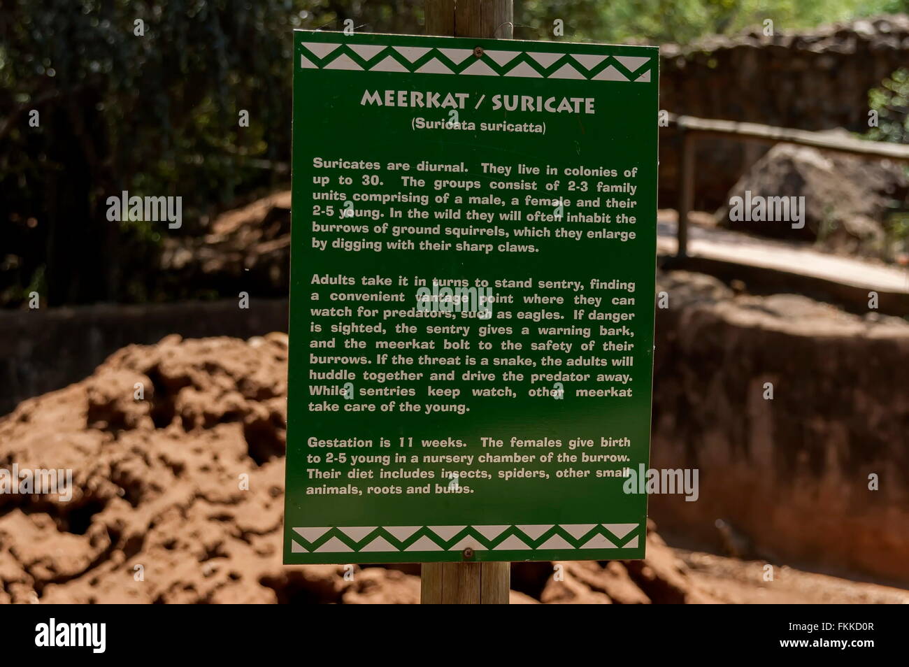 Panneau avec texte pour vie de suricate / meerkat dans jardin Kwena, Afrique du Sud Banque D'Images