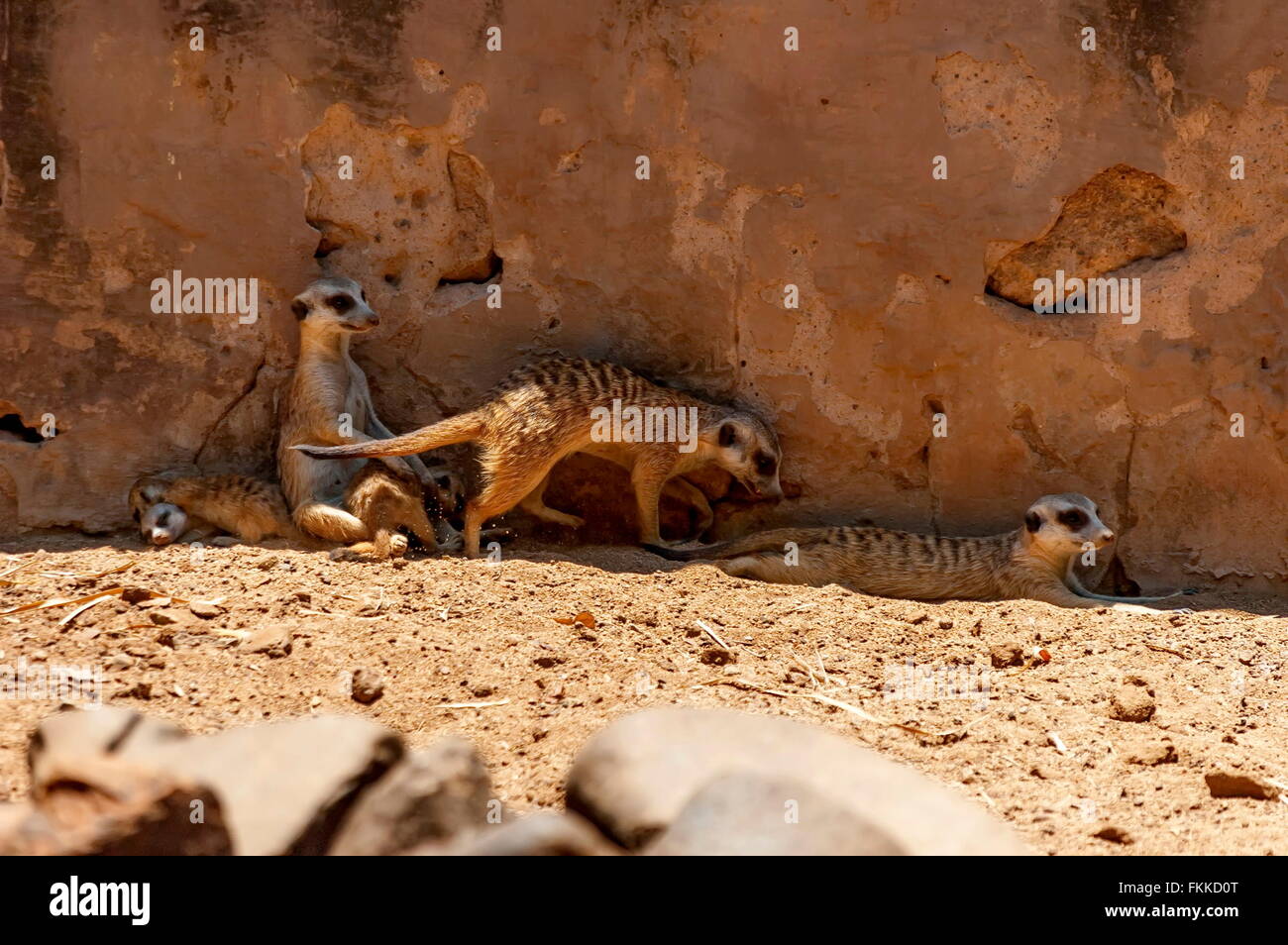 Suricate / Meerkat dans jardin Kwena, Sun City, Afrique du Sud Banque D'Images