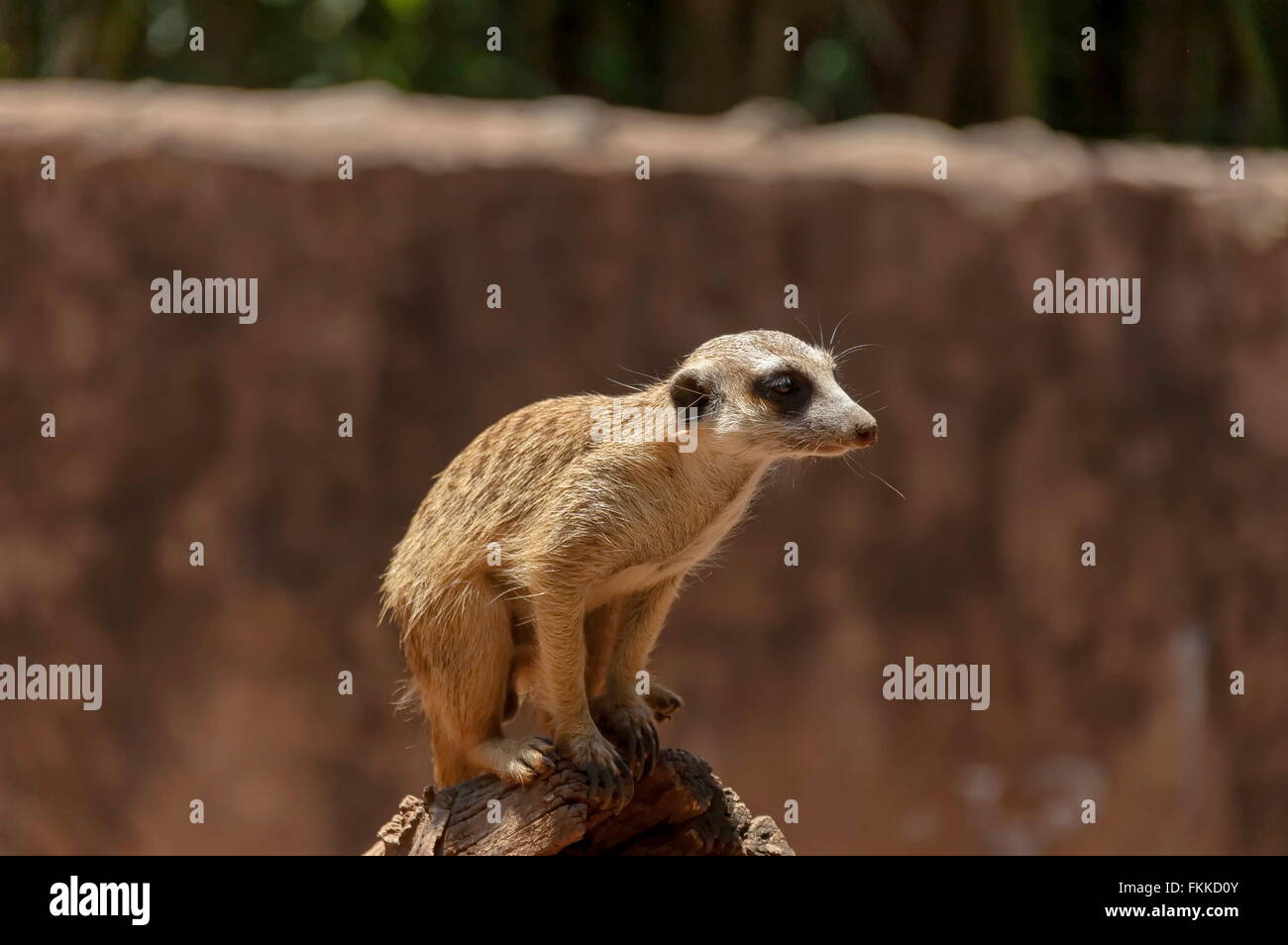 Suricate / Meerkat dans jardin Kwena, Sun City, Afrique du Sud Banque D'Images