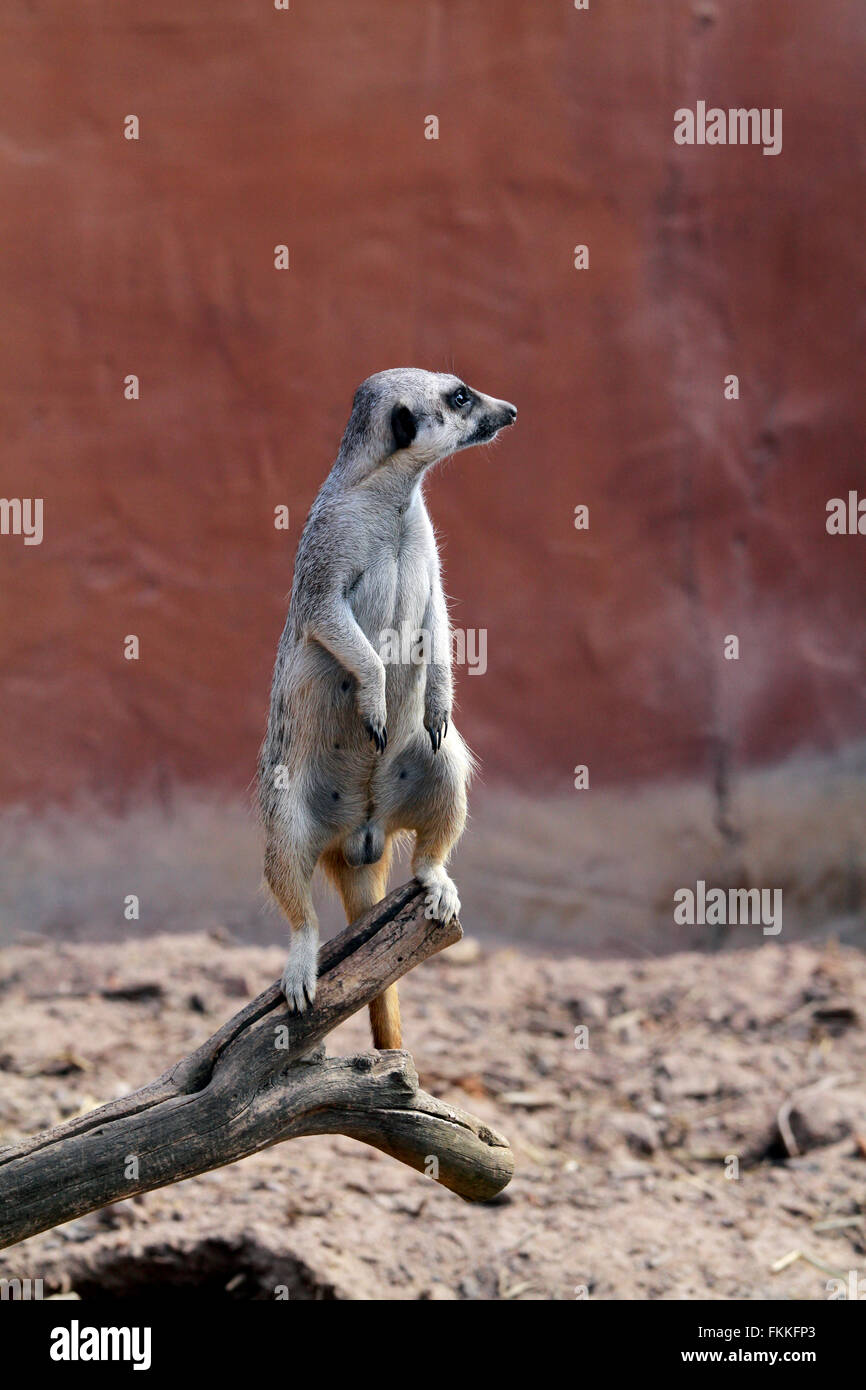 Un meerkat ou suricate (Suricata suricatta) à la maison de la faune Girafe Awareness Centre, Afrique du Sud. Banque D'Images