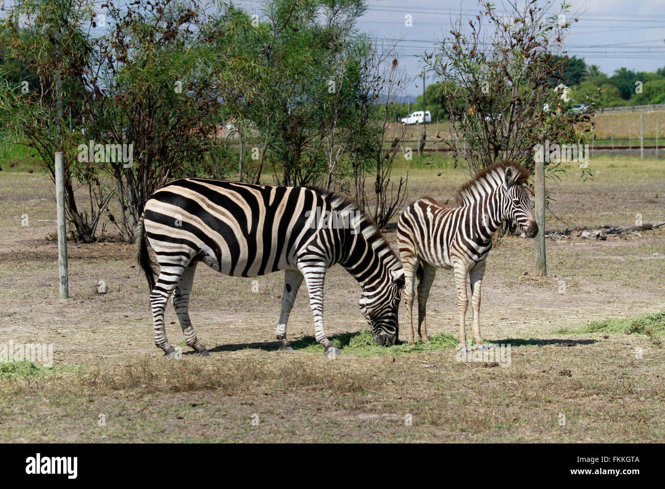 Zèbre avec l'ânon à la girafe chambre centre de sensibilisation de la faune, Province de Western Cape, Afrique du Sud. Banque D'Images