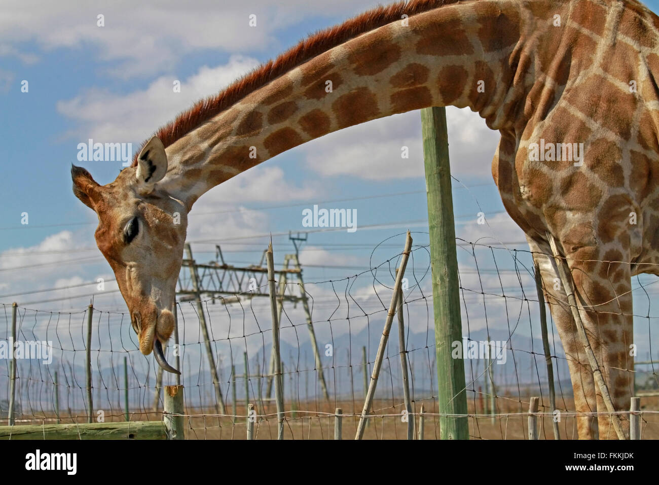 Une Girafe (Giraffa camelopardalis) lécher un pôle à la girafe de la faune Maison Awareness Centre, Afrique du Sud. Banque D'Images