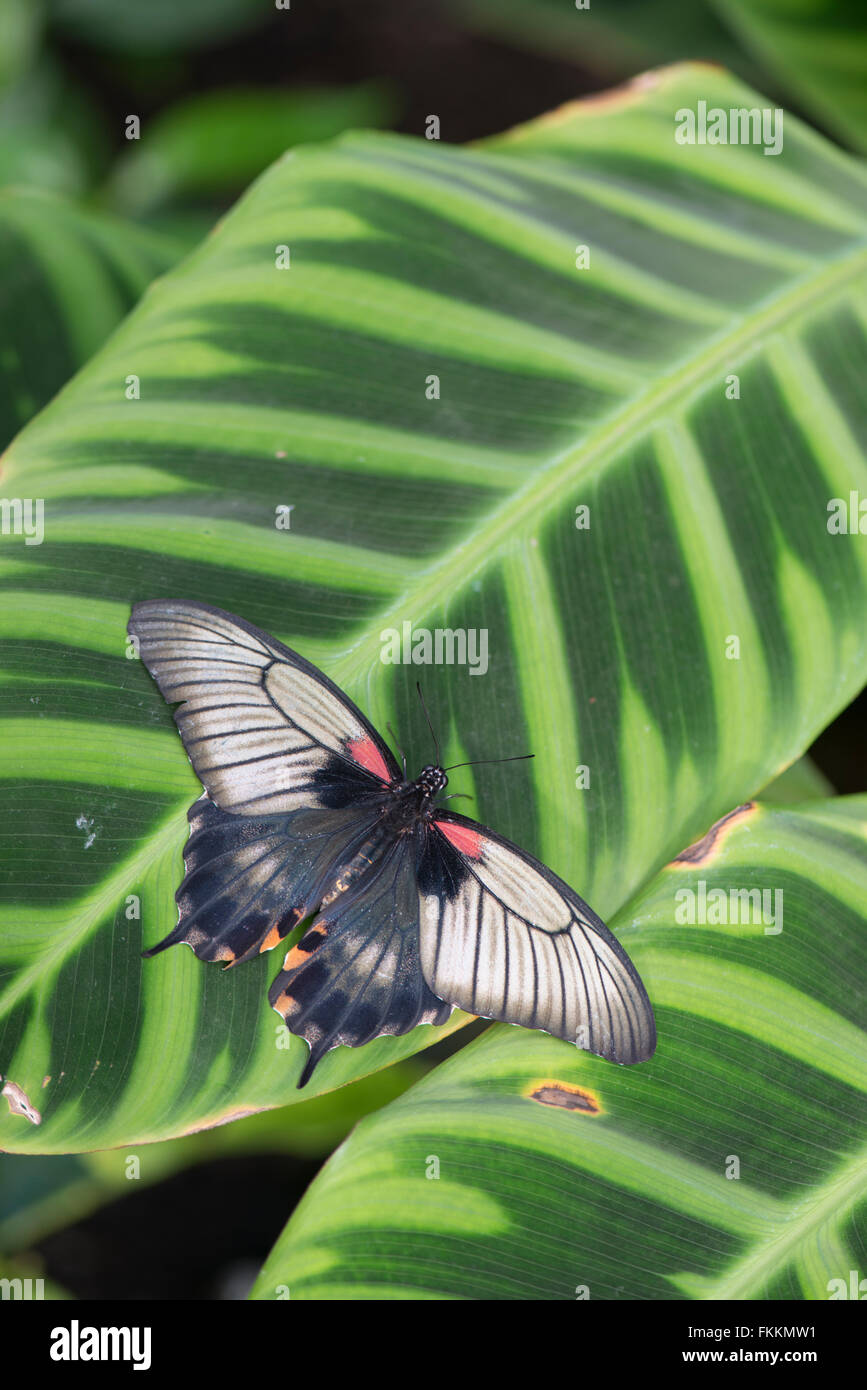 Papillon Grand Mormon : Papilio memnon Banque D'Images