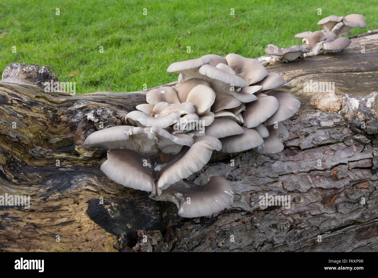 Champignons sauvages poussant sur un tronc d'arbre tombé Banque D'Images