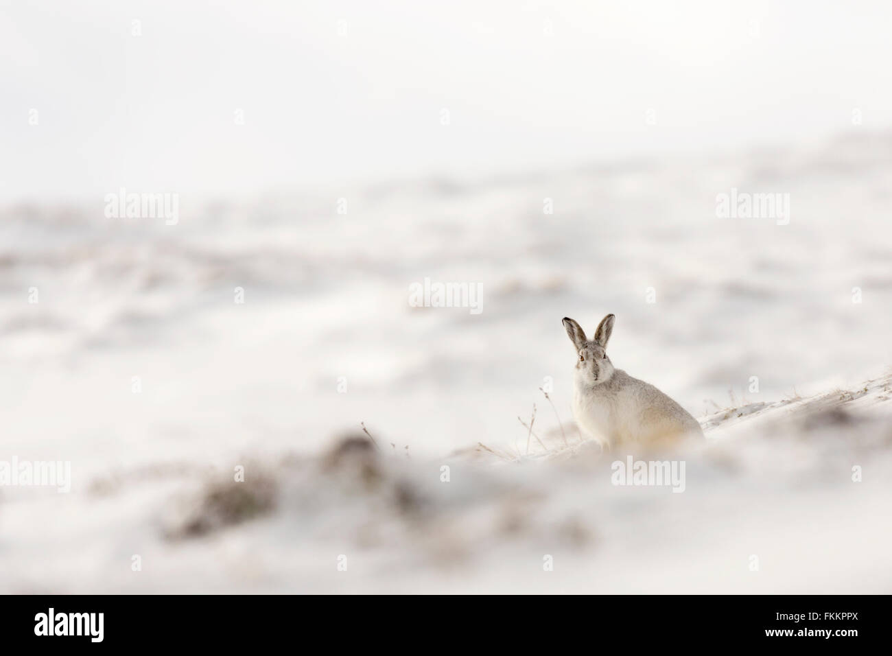 Lièvre dans la neige, Inverness-Shire, Ecosse, mars 2016. Banque D'Images