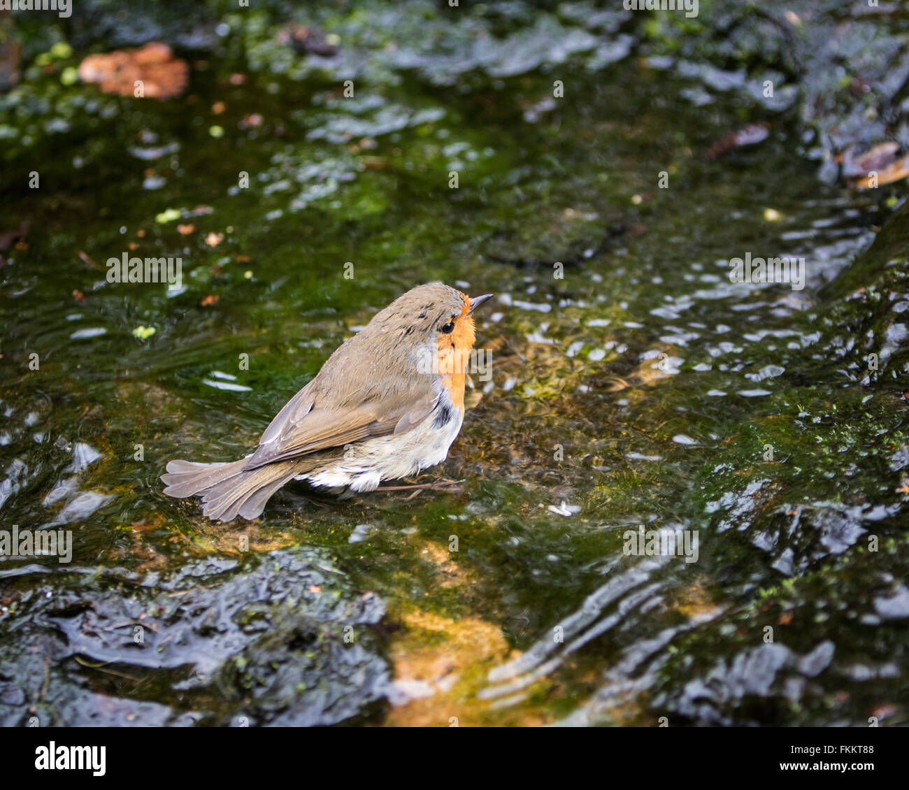 Robin se baignant dans un jardin anglais stream Banque D'Images